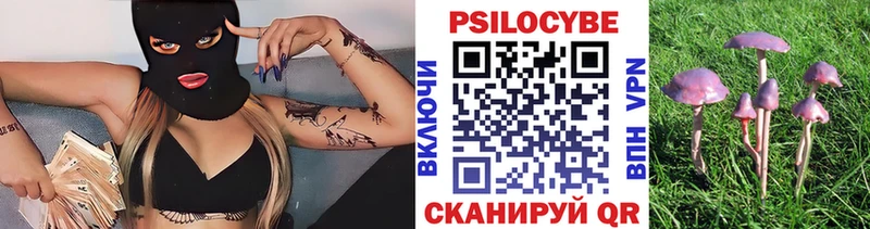 Галлюциногенные грибы Psilocybe Краснознаменск